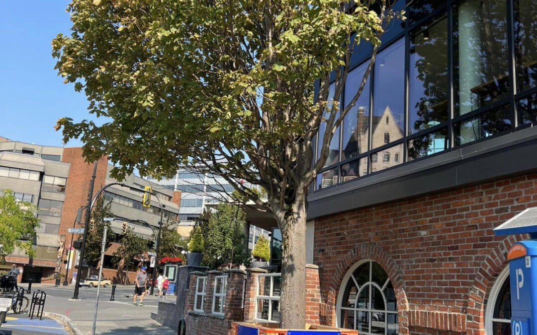 Tree Service Professionals in Malvern, AR, Share Fall Tree Care Tips