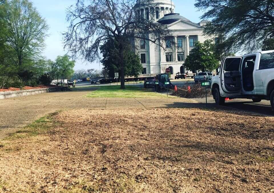 Urban Jacks Tree Service is a Reputable Tree Service Company in Hot Springs, AR