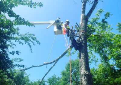 Land Clearing Removal Hot Spring AR