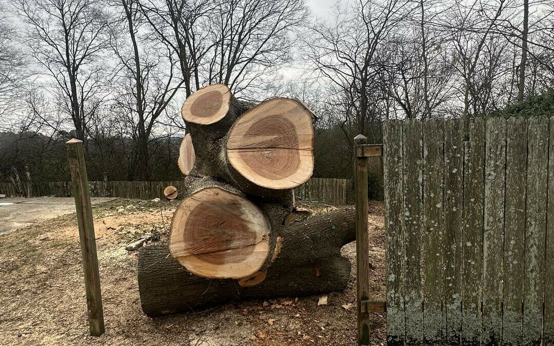 Urban Jacks Tree Service: Safety Tips for Royal, AR