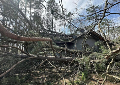 Tree Removal Malvern AR
