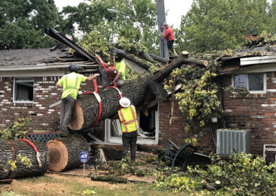 Tree Removal Mountain Pine AR