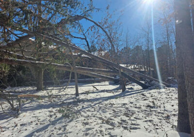 Tree Removal Rockport AR