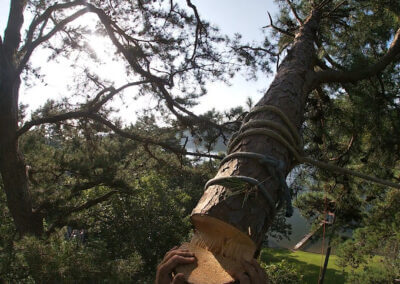 Tree Services Lake Hamilton AR