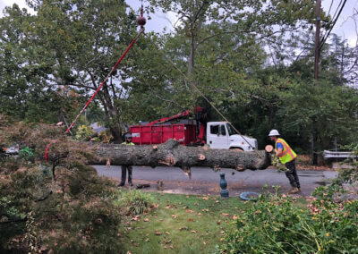 Tree Services Mountain Pine AR