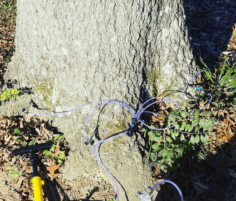 Certified Arborists Can Help Remove Southern Pine Beetles from Your Trees