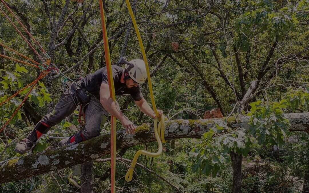 Top Reasons Why DIY Tree Trimming Is Not a Good Idea 