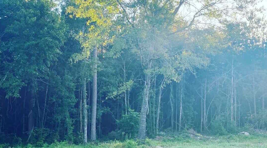 When Is the Best Time of the Year to Transplant Trees?