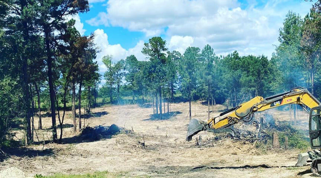 Can You Plant a Tree Where One Was Removed?