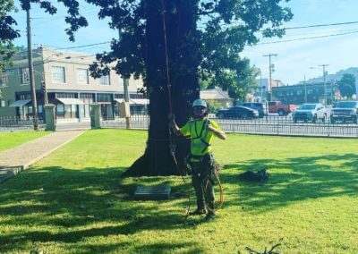 tree pruning hot springs ar