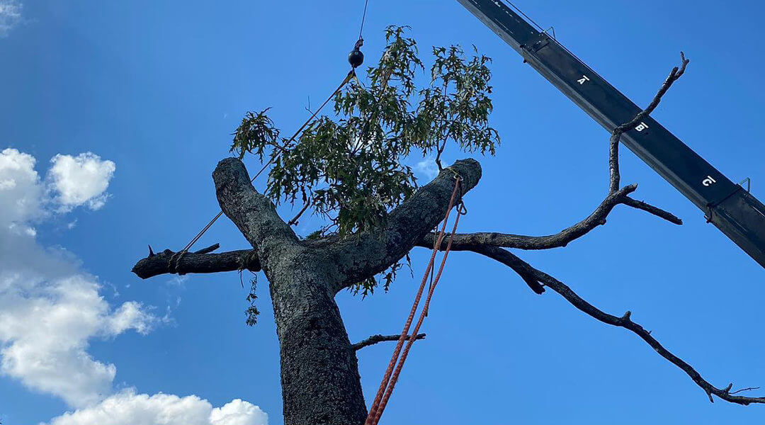 What to Consider When Cutting Down a Leaning Tree