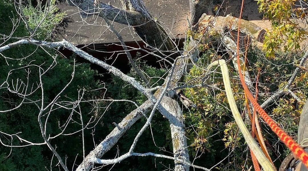 How Professionals Remove Dead Limbs on Trees