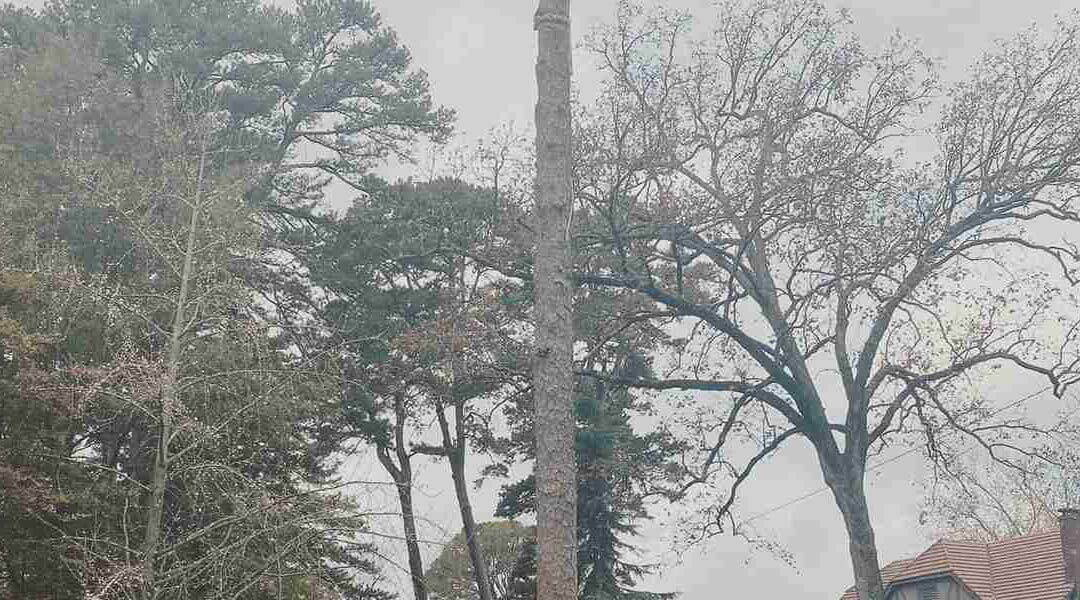 Do Palm Trees Have Deep Roots in Malvern, AR?