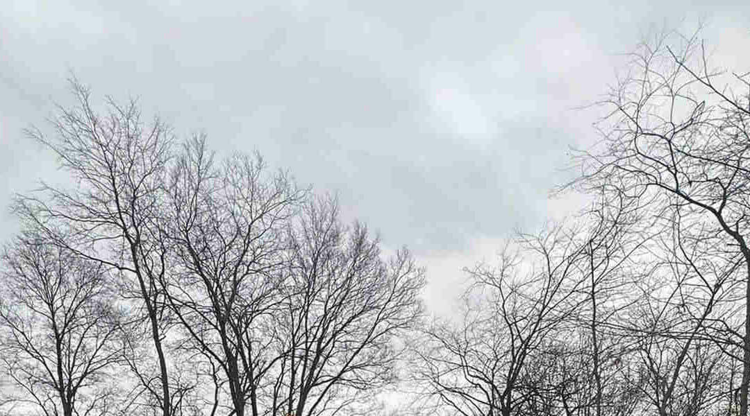 Does Trimming Dead Branches Help a Tree?