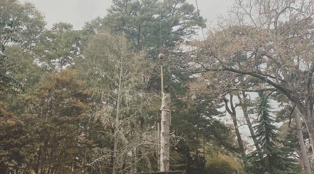 How to Tell if Tree Is Dying: 10 Signs to Watch For