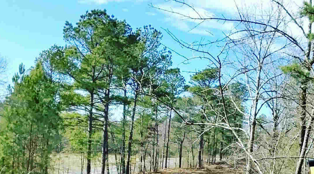 Should You Use Fertilizer for Young Trees in Pearcy, AR?