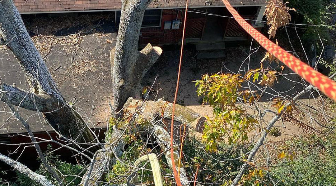 Fire Blight Symptoms, Diagnosis, and Treatment