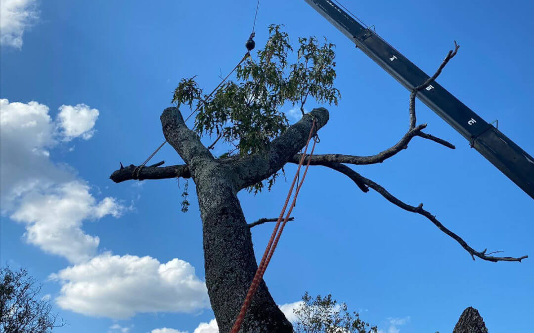 Call Urban Jacks for all Your Tree Removal Needs