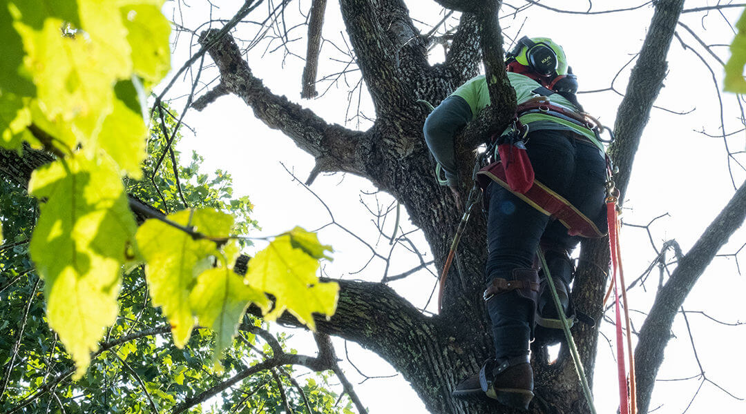 Are Holes in Trees Dangerous to Their Health?
