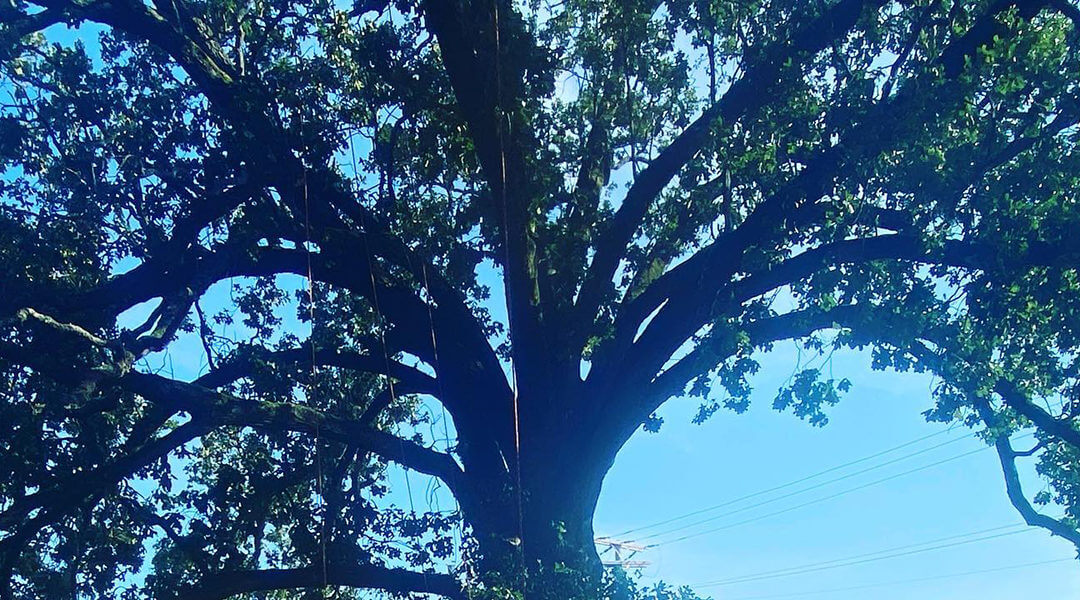 How Do Trees Survive Winter: A Short Guide