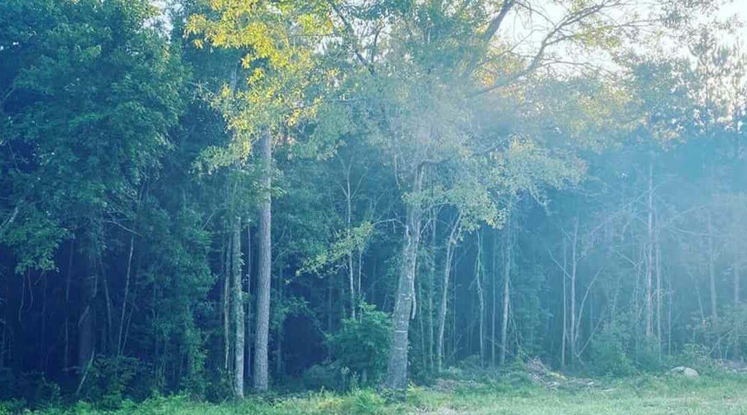 How Long Does It Take for a Tree To Grow in Malvern, AR?