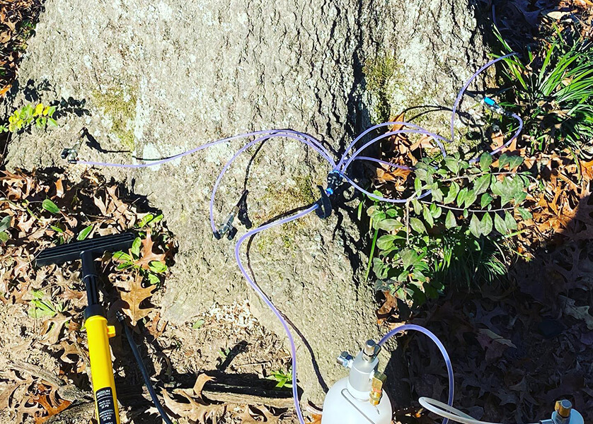 How to Protect Fruit Trees from Bugs