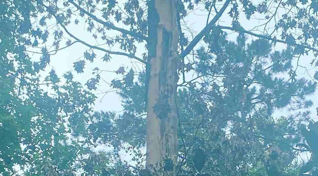 How to Recognize Hazardous Defects in Trees