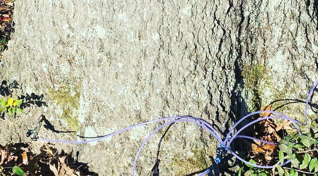 3 Ways How to Tell if a Tree Is Rotten Inside