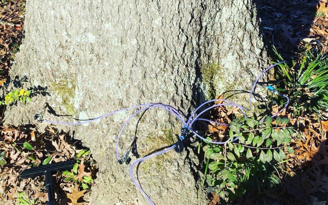 Arborist Available for Tree Health Care Consulting in Little Rock, AR