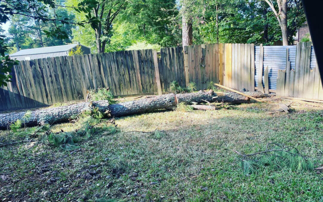 How to Prevent Storm Damage through Professional Tree Cabling and Bracing