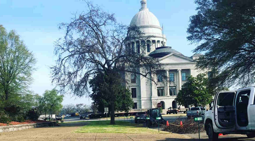 Five Low-Maintenance Trees to Plant on Your Yard