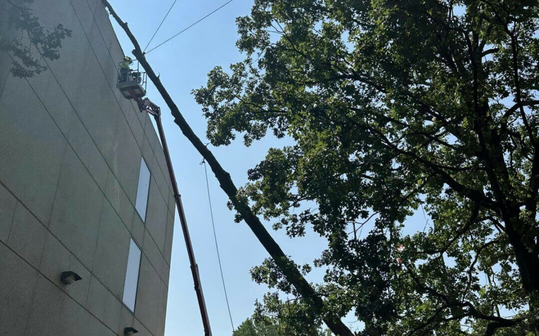 Tree Experts Offers Safe Tree Removal Services in Pearcy, AR