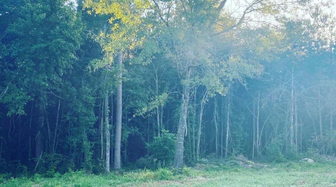 Mulching Around Trees: Is it Necessary?