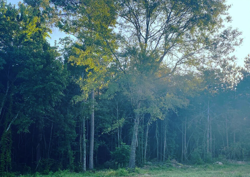 Short Guide to New Tree Care Tips and Tricks