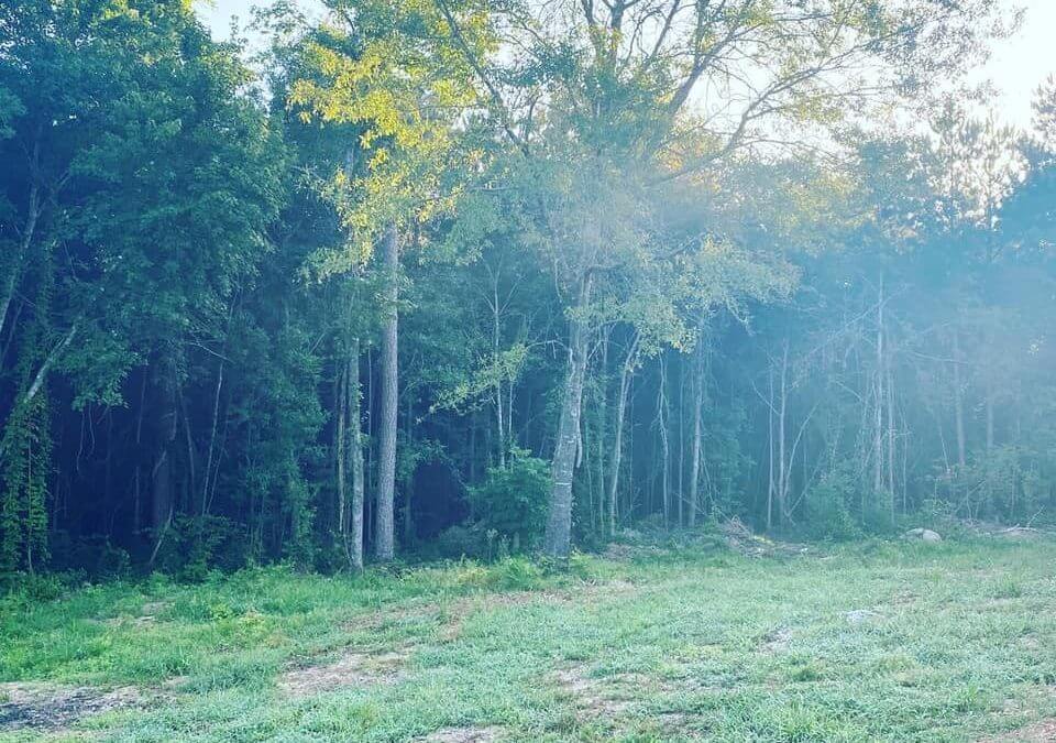 Tree Service Professionals in Little Rock, AR, Share Fall Tree Care Tips