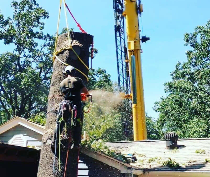 Urban Jacks Tree Service is available for Tree Removal and Trimming Services