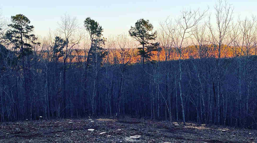 Understanding Root Rot Treatment for Trees