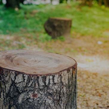 Reasons Why You Need to Hire Experts for Tree Stump Removal