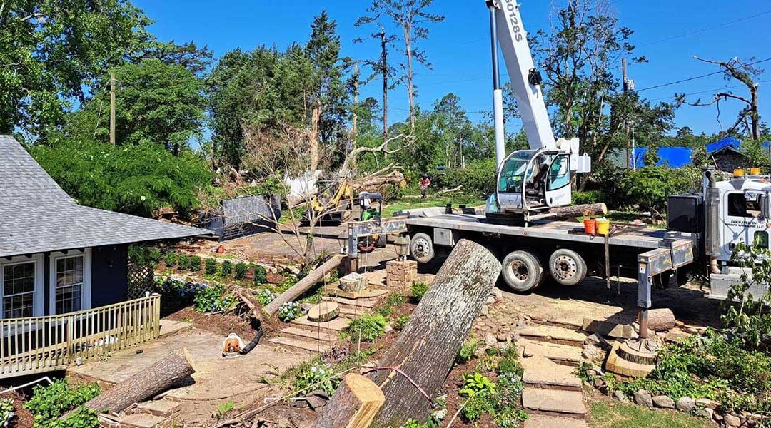 Four Signs a Tree Needs To Be Removed in Mountain Pine, AR