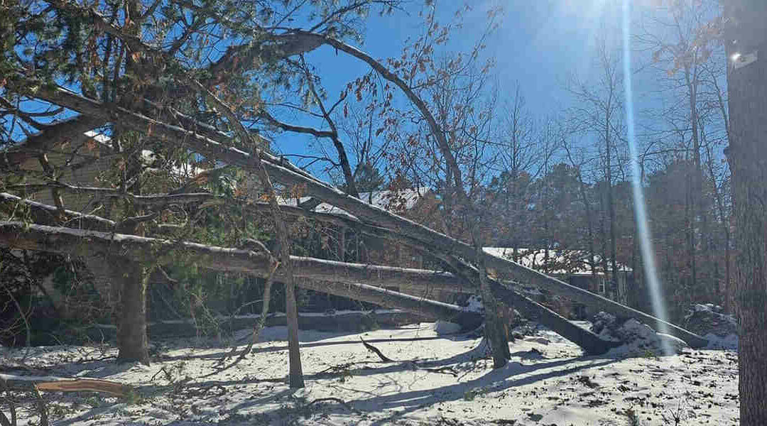 Should a Standing Dead Tree Be Removed in Lake Hamilton, AR?