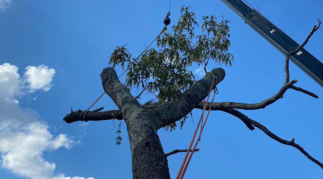 6 Reasons Why Topping Trees is Not a Good Practice