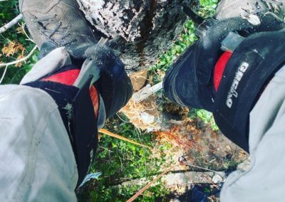 certified arborist hot springs ar