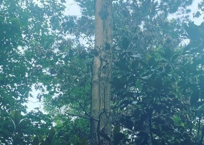 tree health care hot springs ar