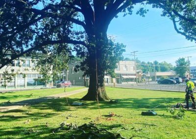 tree trimming hot springs ar