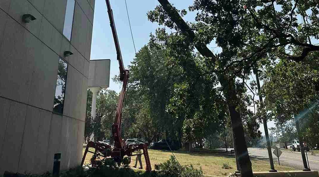 How To Choose and Plant Trees in Small Backyards