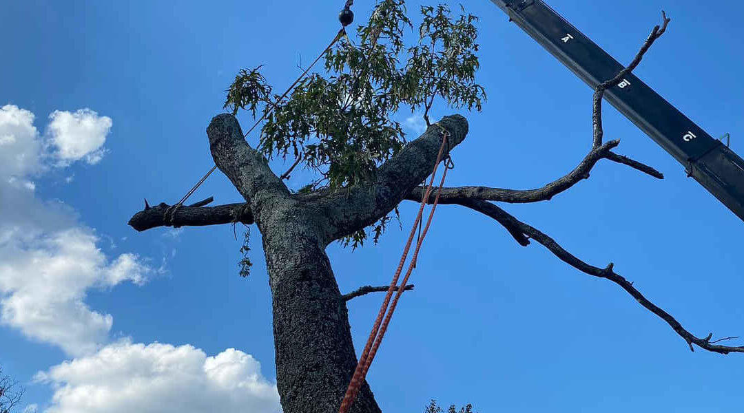 What Is a Tree Sucker and How to Keep It Under Control