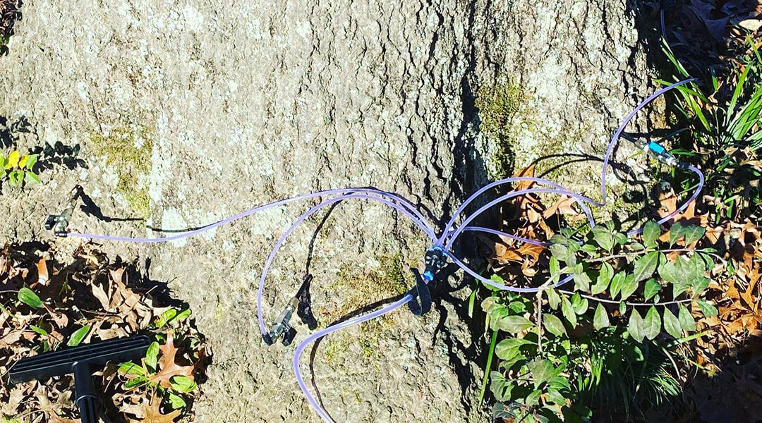 Why Do Fungi Grow on Trees?